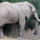 Illustration for article titled Elephant Can’t Believe Poachers So Obsessed With Its Tusks When It Has Such A Nice Ass